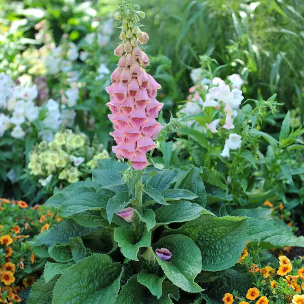 Digitalis Strawberry Foxglove Digitalis Strawberry Foxglove
