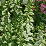 Digitalis White Foxglove P68digwhi - Garden Express Australia