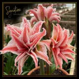 Doublet Hippy Sc - Garden Express Australia