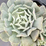 Echeveria Pinwheel Revolution P68echpwr - Garden Express Australia