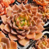 Echeveria Red Prince P68echrpr - Garden Express Australia