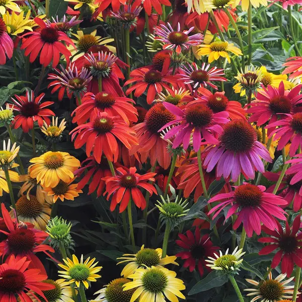 Echinacea Cheyenne Spirit Mixed Echinacea Cheyenne Spirit Mixed