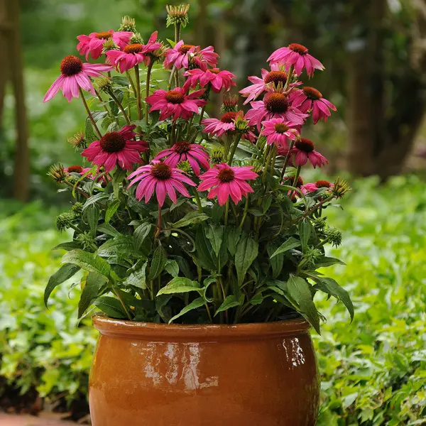 Echinacea Pow Wow Wildberry Echinacea Pow Wow Wildberry