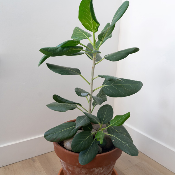 Ficus Audrey Ficus Audrey