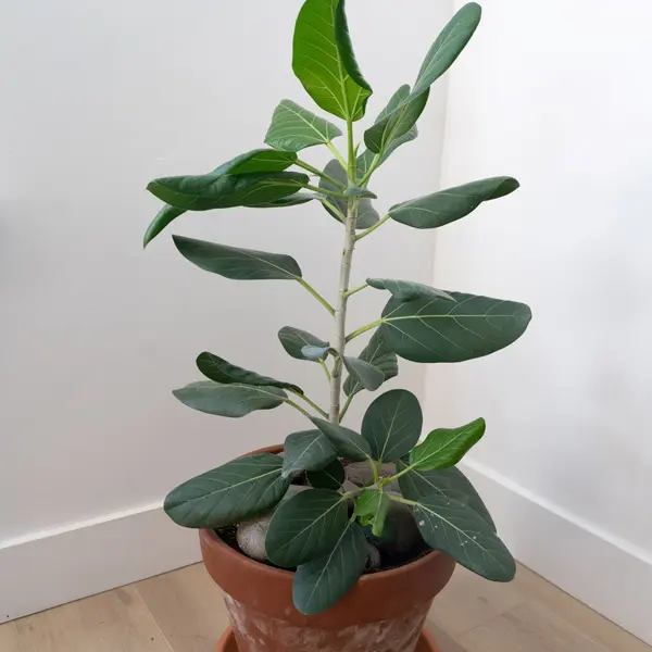 Ficus Audrey Ficus Audrey