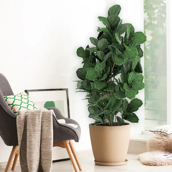 Ficus Fiddle Leaf Fig Ficus Fiddle Leaf Fig