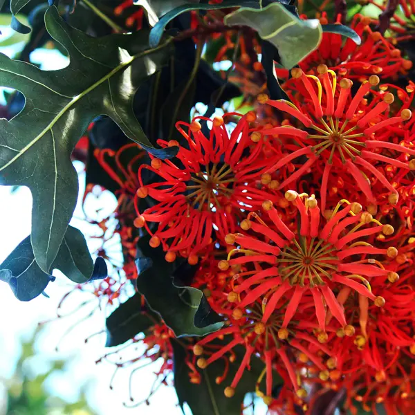 Firewheel Tree- Stenocarpus Firewheel Tree- Stenocarpus