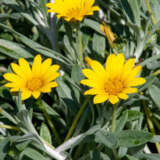 Gazania Buccaneer Gazania Buccaneer