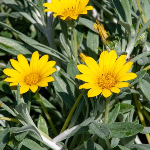 Gazania Buccaneer Gazania Buccaneer