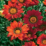 Gazania Gazoo Red P68gazgre - Garden Express Australia