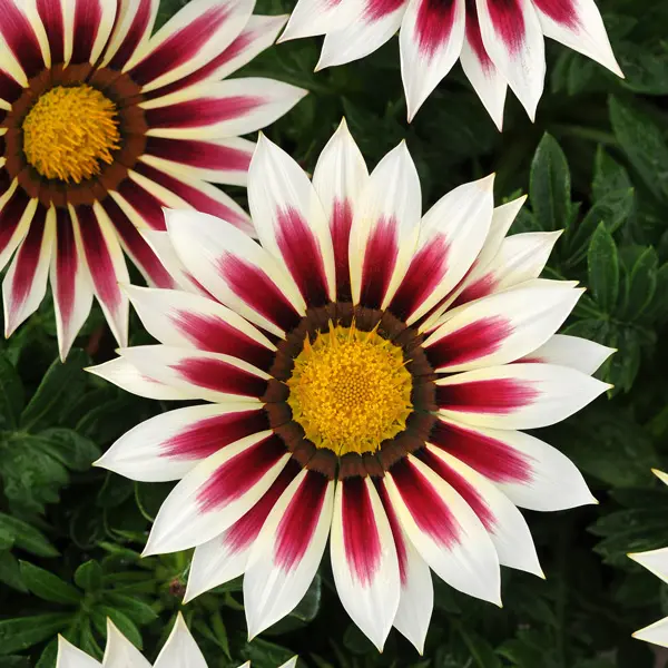 Gazania New Day Rose Stripe Gazania New Day Rose Stripe