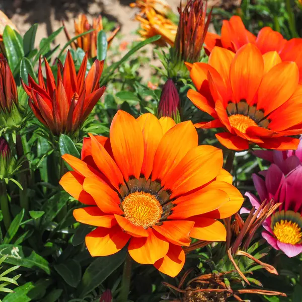 Gazania Orange Gazania Orange