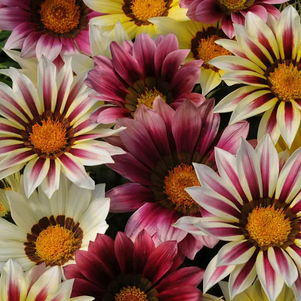 Gazania Strawberry Shortcake Mix Gazania Strawberry Shortcake Mix