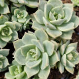 Graptoveria Titubans Graptoveria Titubans