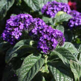 Heliotrope Cherry Pie Heliotrope Cherry Pie