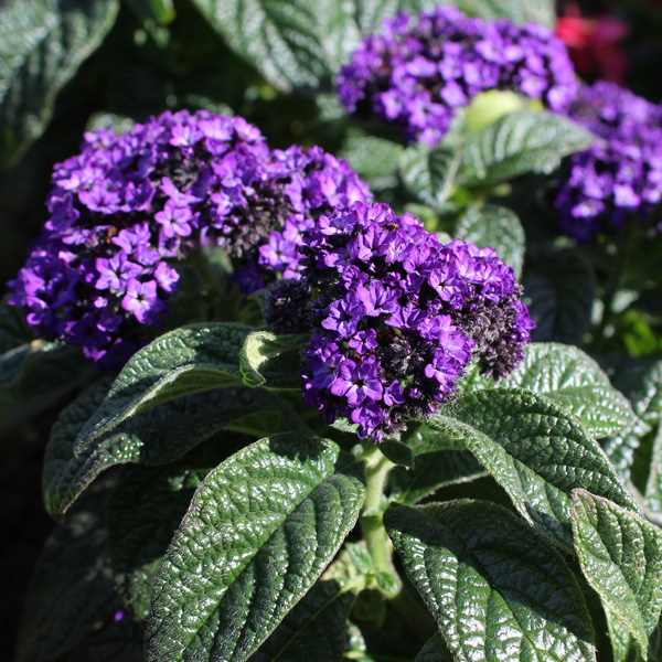 Heliotrope Cherry Pie Heliotrope Cherry Pie