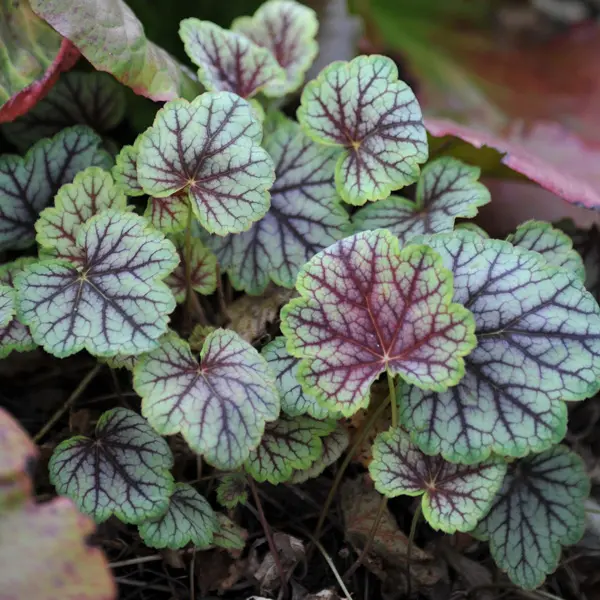 Heuchera Marvelous Marble Heuchera Marvelous Marble