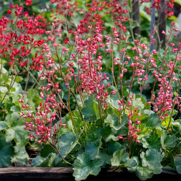 Heuchera Marvelous Marble Heuchera Marvelous Marble