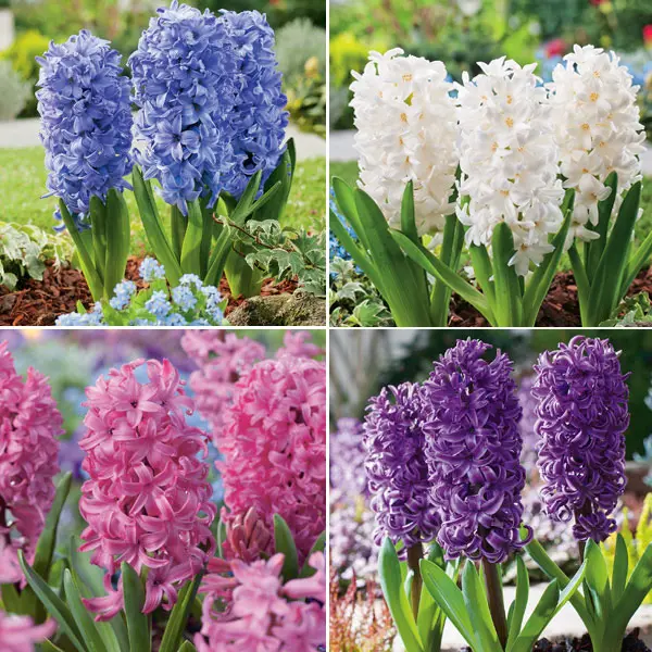 Hyacinth Collection Pre-Order X 12 Bulbs Hyacinth Collection Pre-Order X 12 Bulbs