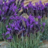 Lavender Javelin Forte Deep Purple Lavender Javelin Forte Deep Purple