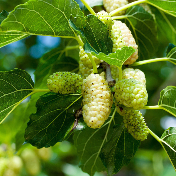 Mulberry White – Treeling Mulberry White – Treeling