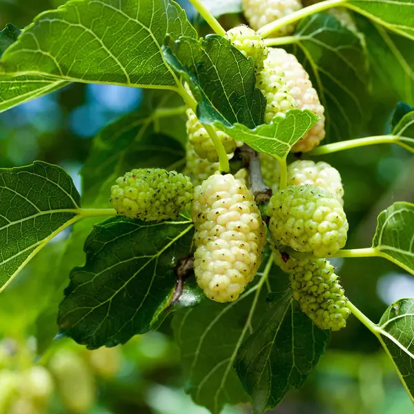 Mulberry White – Treeling Mulberry White – Treeling