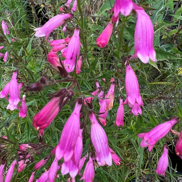 Penstemon Evelyn Penstemon Evelyn