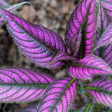 Persian Shield Persian Shield