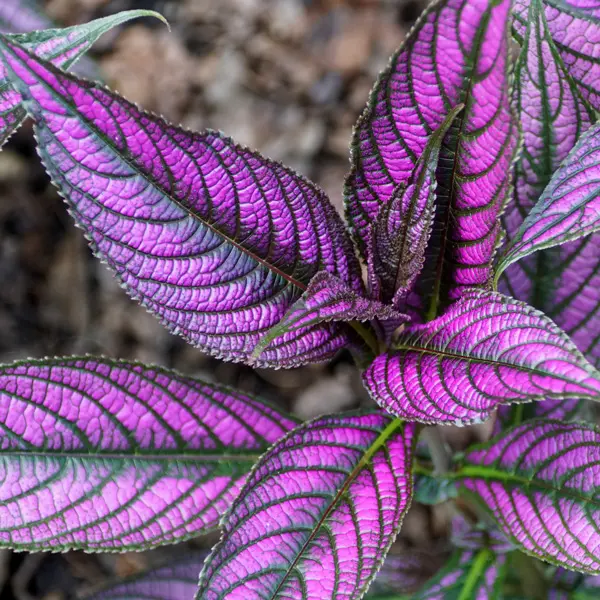 Persian Shield Persian Shield