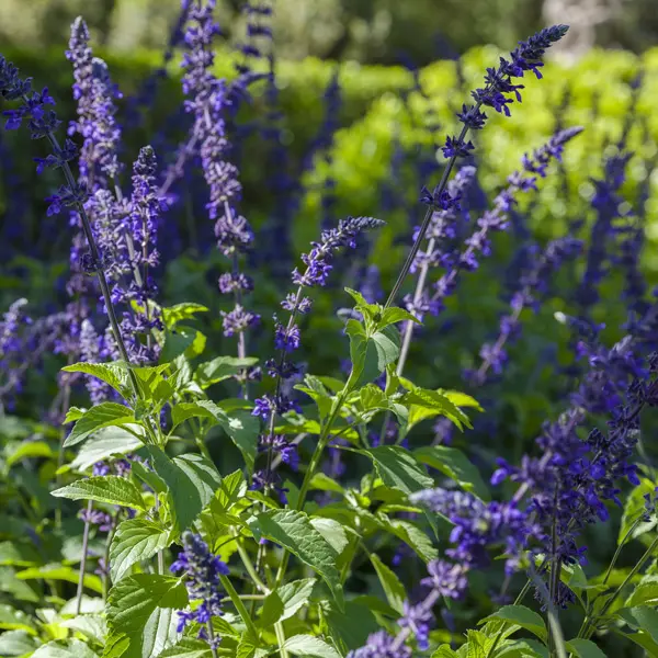 Salvia Indigo Spires Salvia Indigo Spires