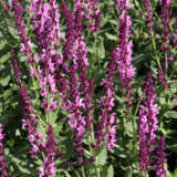 Salvia Merleau Rose P68salmro - Garden Express Australia