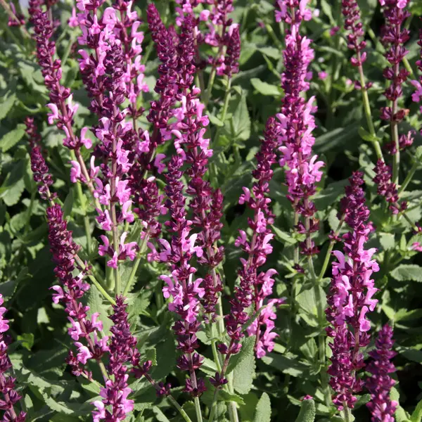 Salvia Merleau Rose Salvia Merleau Rose