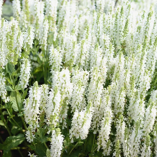 Salvia Merleau White Salvia Merleau White