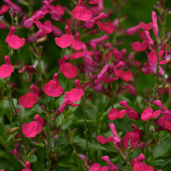 Salvia Mirage Hot Pink Salvia Mirage Hot Pink