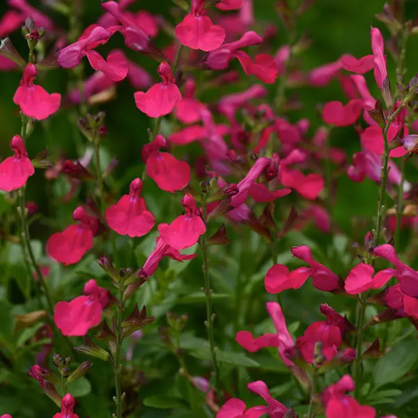 Salvia Mirage Hot Pink Salvia Mirage Hot Pink