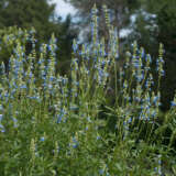 Salvia Uliginosa- Bog Sage Salvia Uliginosa- Bog Sage