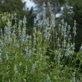 Salvia Uliginosa Bog Sage P68saluli - Garden Express Australia