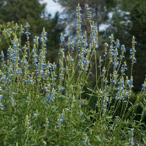 Salvia Uliginosa- Bog Sage Salvia Uliginosa- Bog Sage