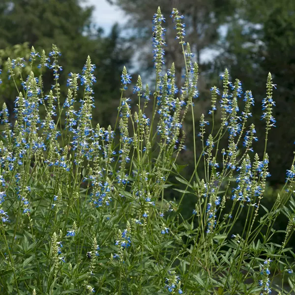Salvia Uliginosa- Bog Sage Salvia Uliginosa- Bog Sage