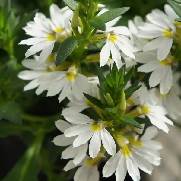 Scaevola Bondi White Scaevola Bondi White