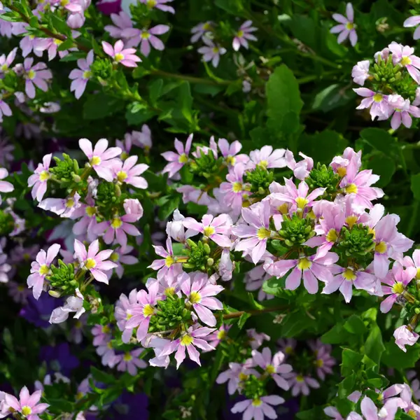 Scaevola Fairy Pink Scaevola Fairy Pink