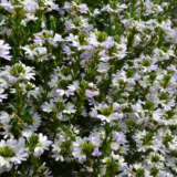 Scaevola Fairy White Scaevola Fairy White