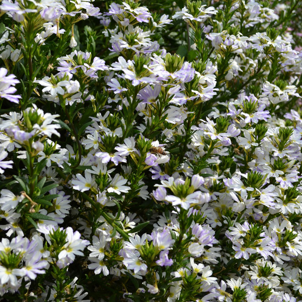Scaevola Fairy White Scaevola Fairy White