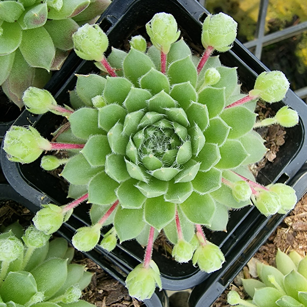 Sempervivum Cannon Balls Sempervivum Cannon Balls