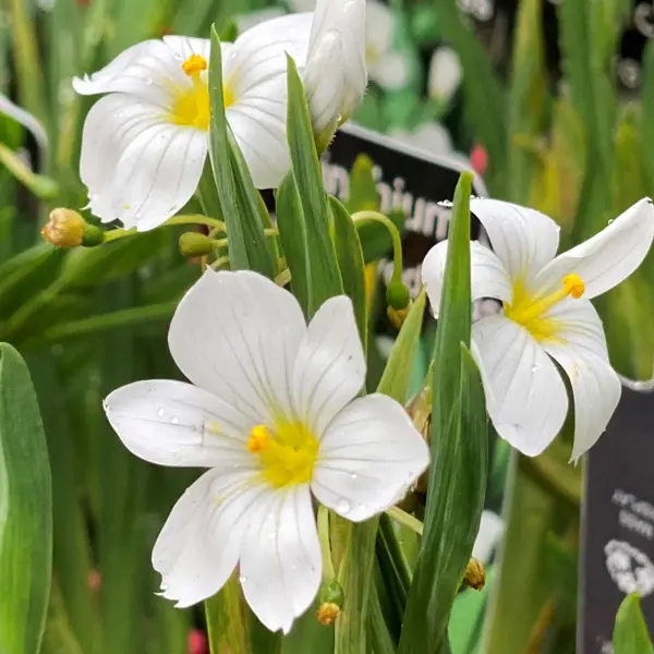 Sisyrinchium White Eyed Grass Sisyrinchium White Eyed Grass
