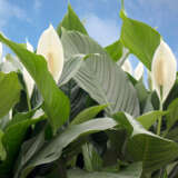 Spathiphyllum Peace Lily Sweet Romano Spathiphyllum Peace Lily Sweet Romano