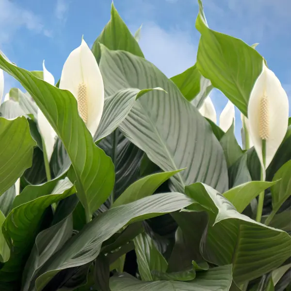 Spathiphyllum Peace Lily Sweet Romano Spathiphyllum Peace Lily Sweet Romano