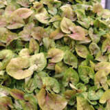 Syngonium Berry Syngonium Berry