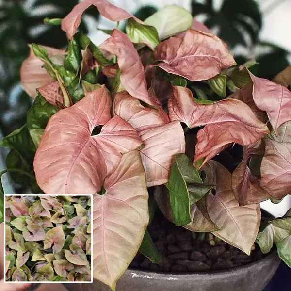 Syngonium Maria Syngonium Maria