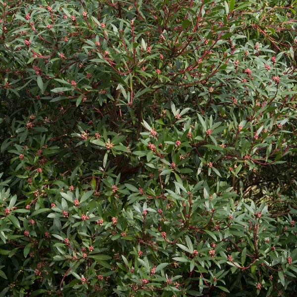 Tasmannia Lanceolata- Tasmanian Pepper Bush Male Tasmannia Lanceolata- Tasmanian Pepper Bush Male